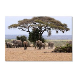 Elefanti africani 2817