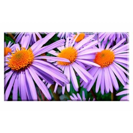 Tablouri aster 57764