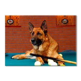 Biliard dog 1022