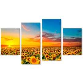 Campul soarelui 13421