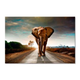 Elefant in Africa 6542