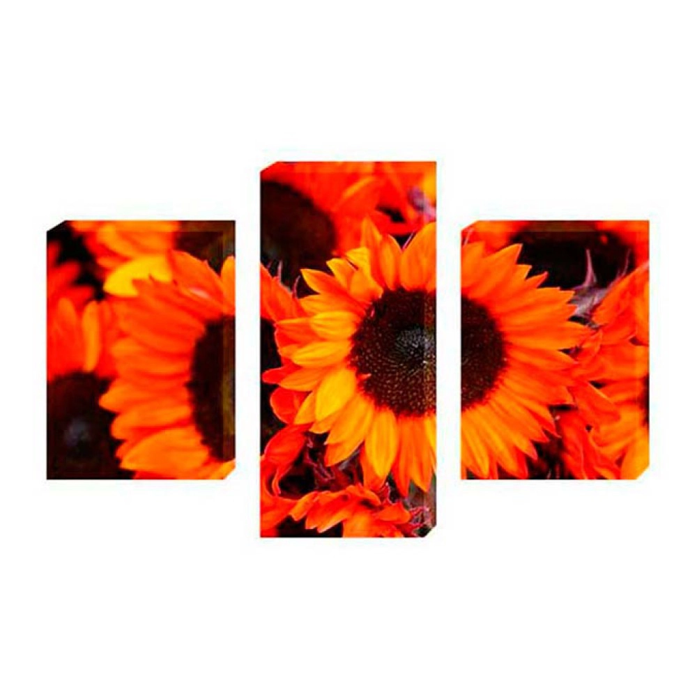 Floarea soarelui 1310