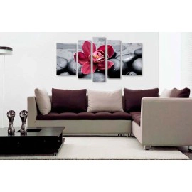 Orhidee feng shui 1901