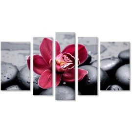 Orhidee feng shui 1901