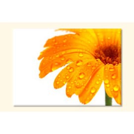 Tablouri vFloare 1874