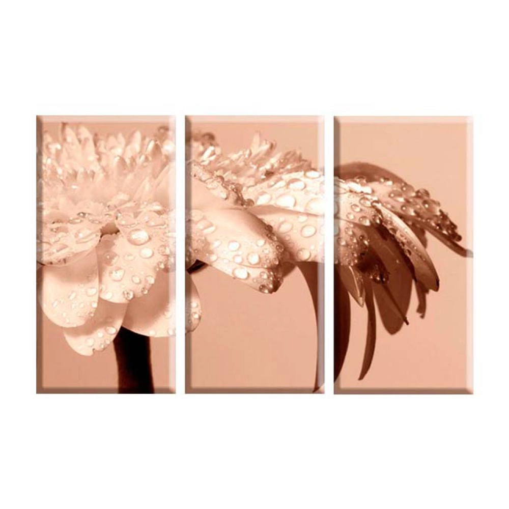 Margareta sepia 1106