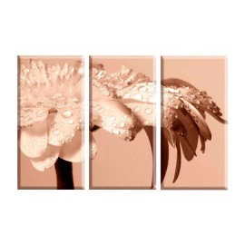 Margareta sepia 1106