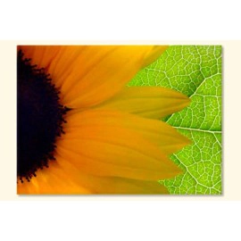 Tablouri Sun Fl. 1955