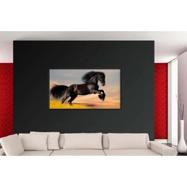 Cal rasa Friesian 1920