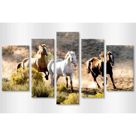 Cai in alergare 3431