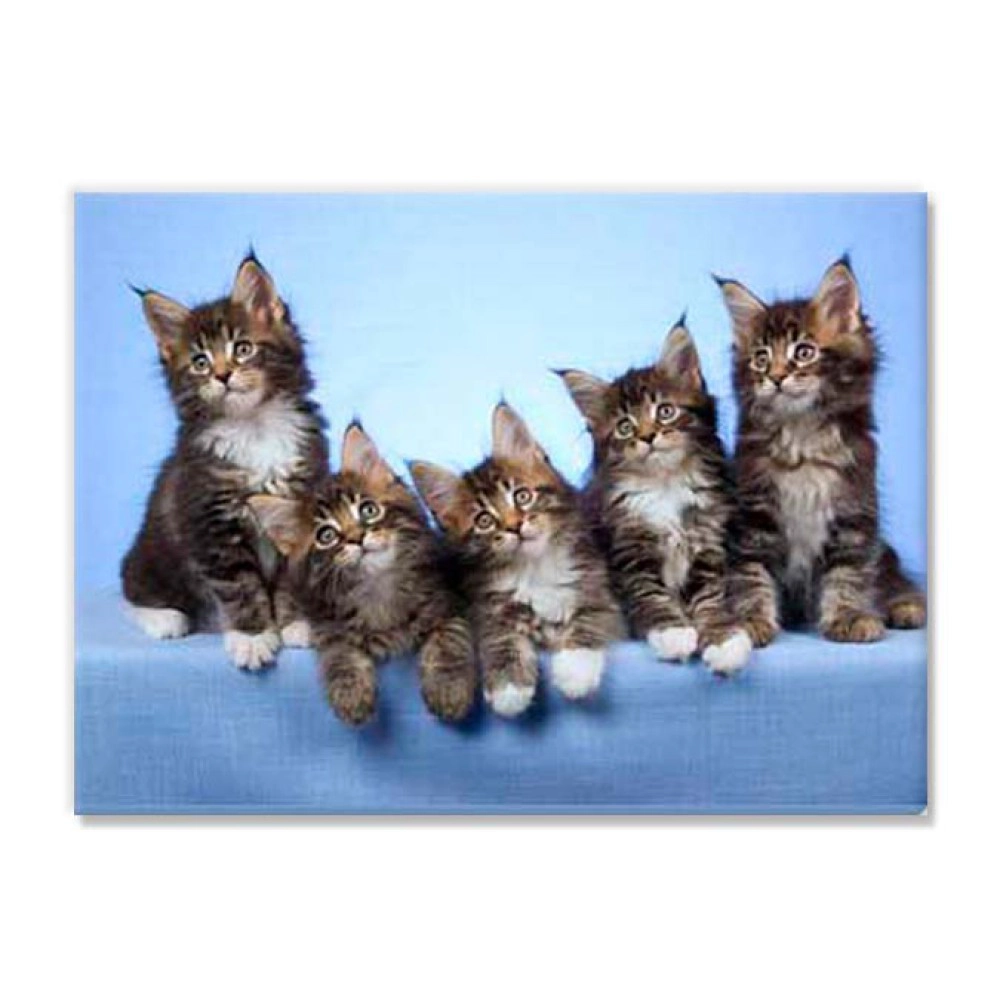 Kittens 8501