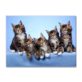 Kittens 8501