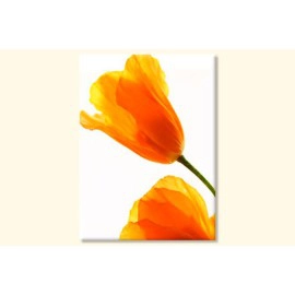 Tablouri Lalele 4149