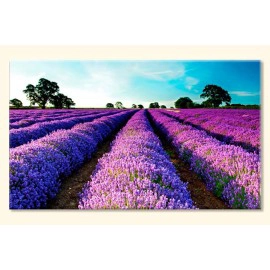 Tablouri Lavanda 26991