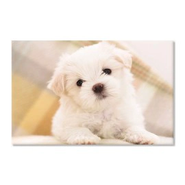 Bichon Maltese 7603