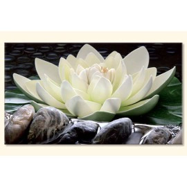 Tablouri Nufar in apa 17569