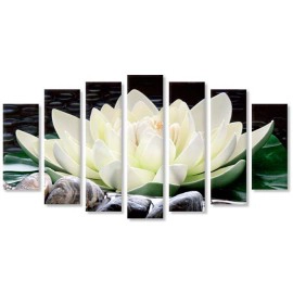 Nufar pe pietre 1769