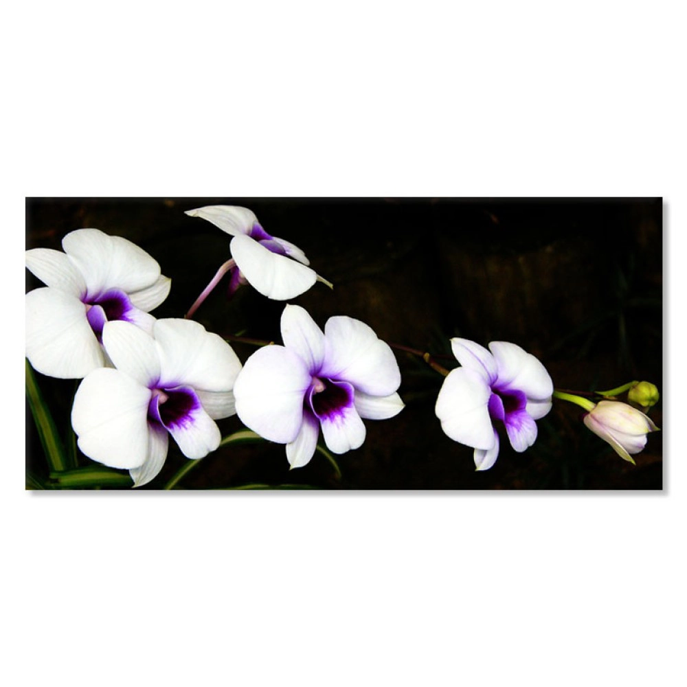 Orhidee alb si mov 2030