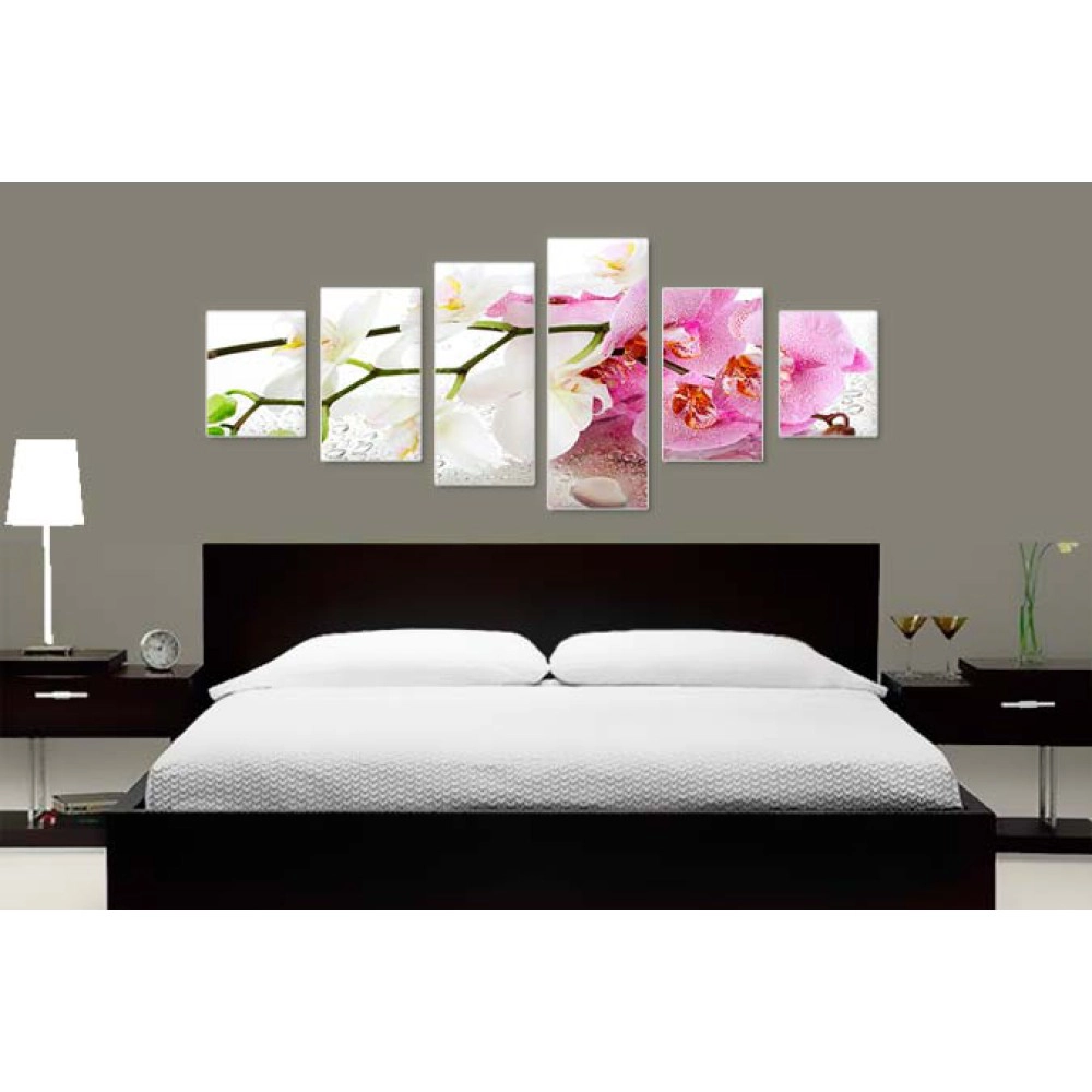 Orhidee alb-mov 8462