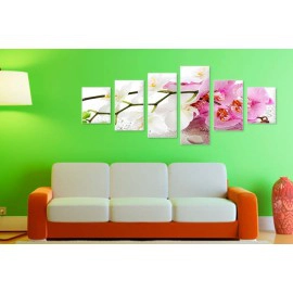 Orhidee alb-mov 8462