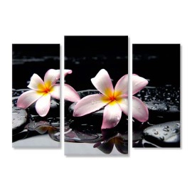 Plumeria pe pietre 75050