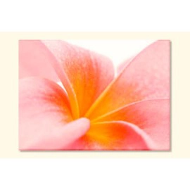 Tablouri Plumeria 2115