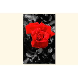 Tablouri red Rose 9726
