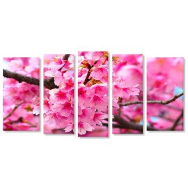 Primavara inflorita 2742