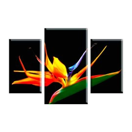 Frumoasa Strelitia 9970