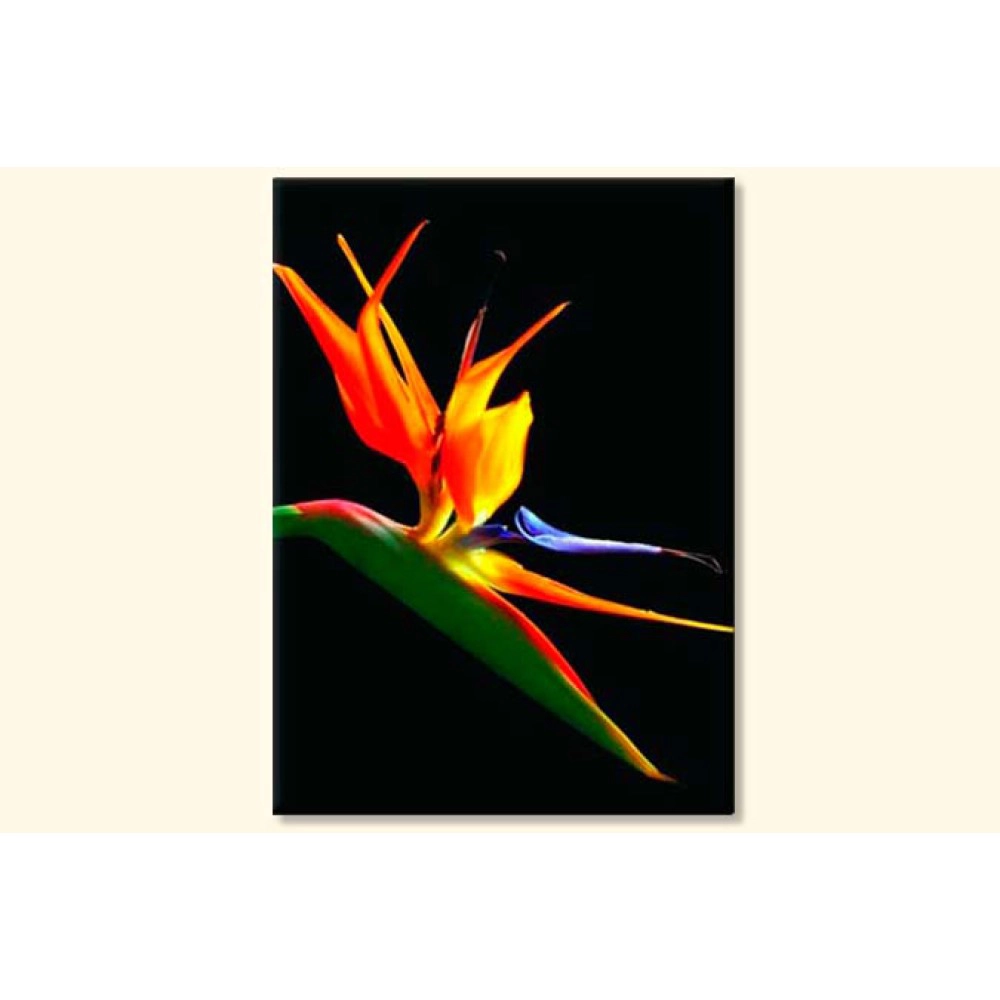 Tablouri Strelitia 99270