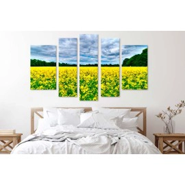 Camp flori galbene 3038