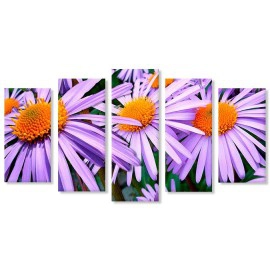 Tablouri aster mov 5764