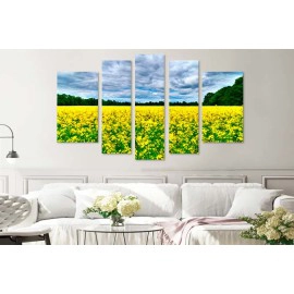 Camp flori galbene 3038