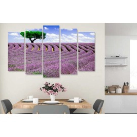 Lavanda pe camp 3383