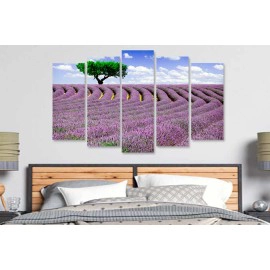 Lavanda pe camp 3383