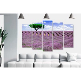 Lavanda pe camp 3383