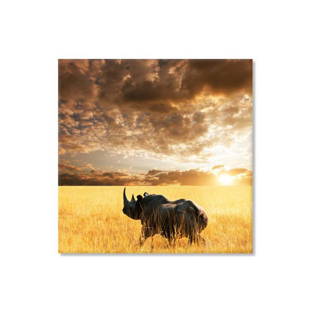 Africa salbatica 6315