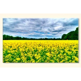 Tablouri yellow 30438