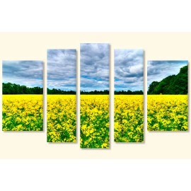 Camp flori galbene 3038