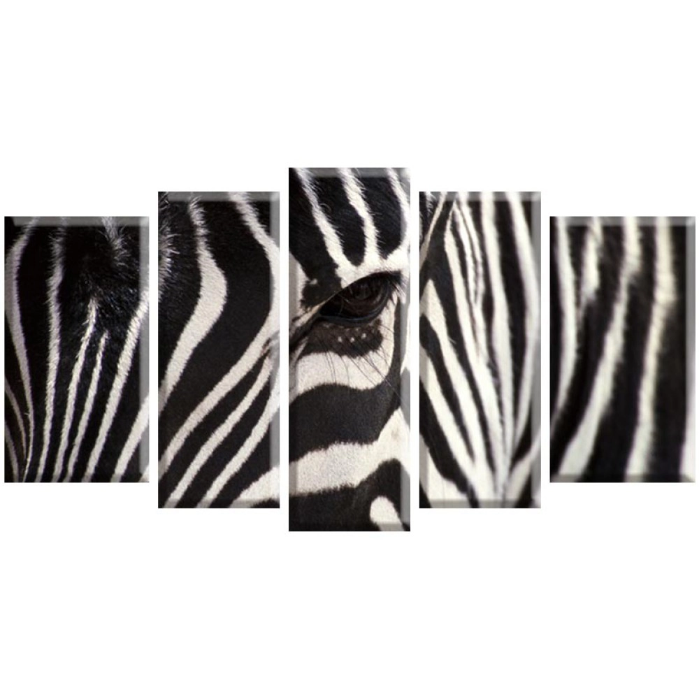 Figura zebra 2569