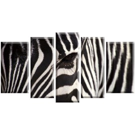 Figura zebra 2569
